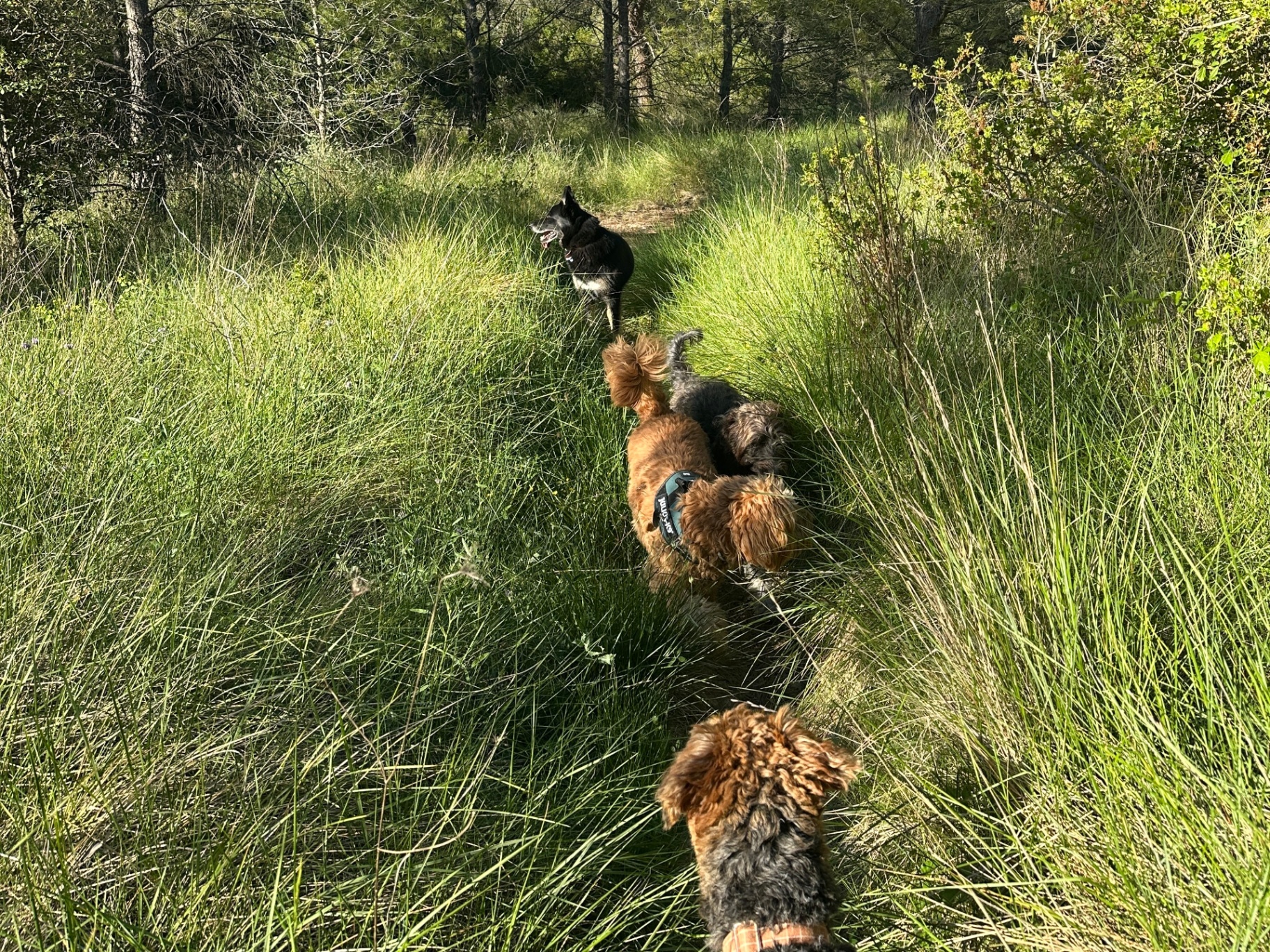 Dogs running through the Mediterranean hills near Sitges
