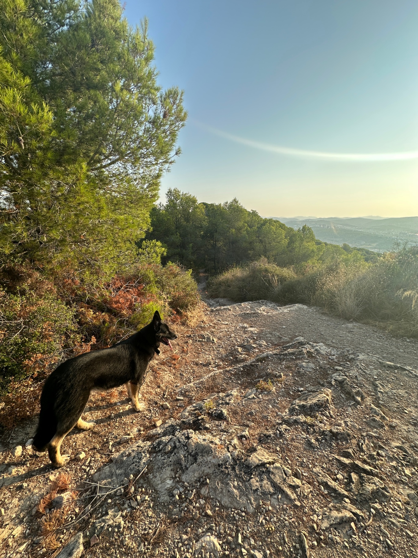 Shepherd dog at a hilltop overlook